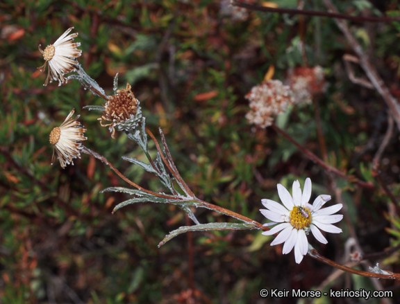 Image of common sandaster