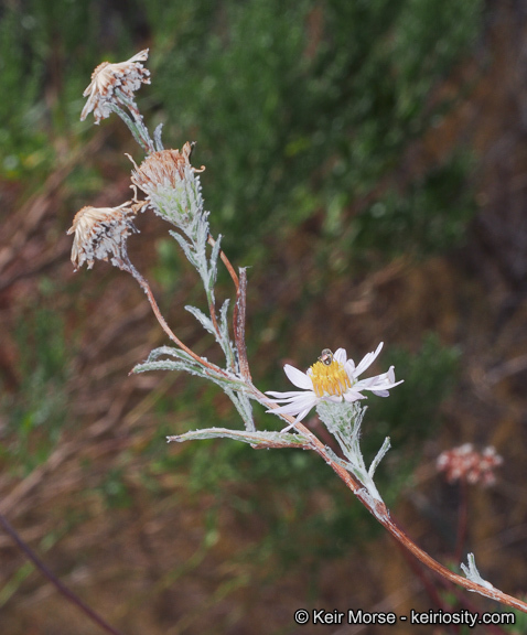 Image of common sandaster