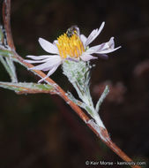 Image of common sandaster