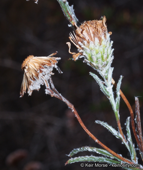 Image of common sandaster