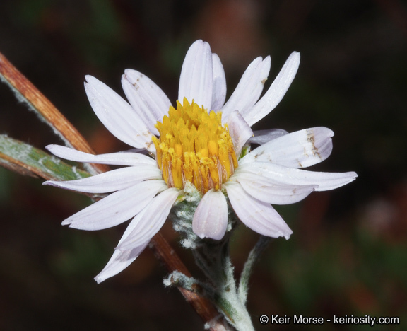 Image of common sandaster