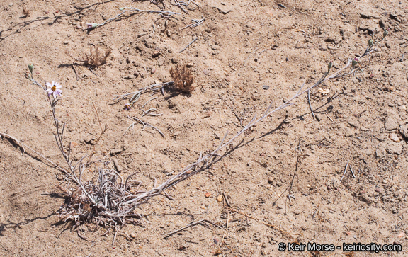 Image of common sandaster