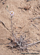 Image of common sandaster