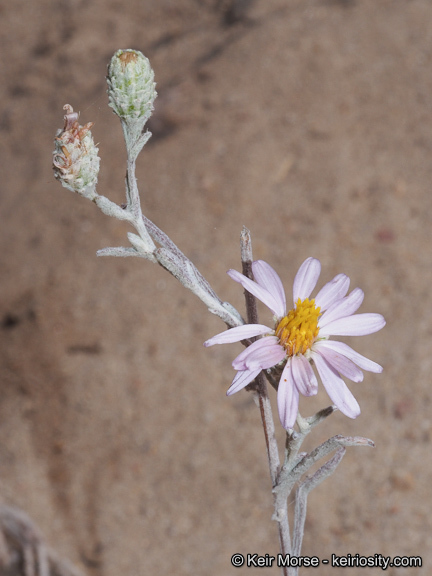 Image of common sandaster