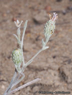 Image of common sandaster