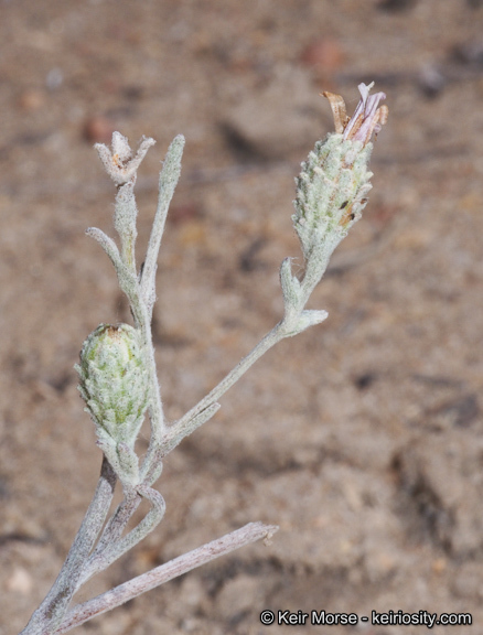 Image of common sandaster