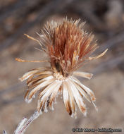 Image of common sandaster