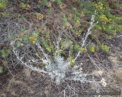 Image of common sandaster