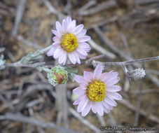 Image of common sandaster