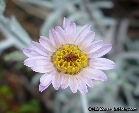 Image of common sandaster