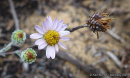 Image of common sandaster