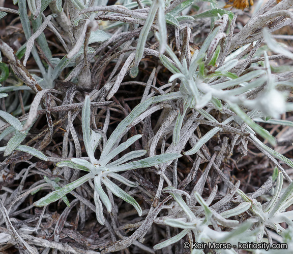 Image of common sandaster