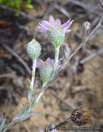 Image of common sandaster