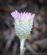 Image de Corethrogyne filaginifolia (Hook. & Arn.) Nutt.