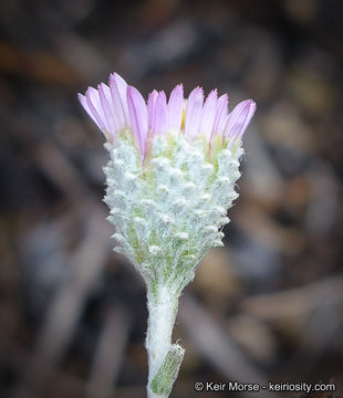 Image of common sandaster