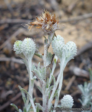 Image of common sandaster