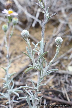 Image de Corethrogyne filaginifolia (Hook. & Arn.) Nutt.