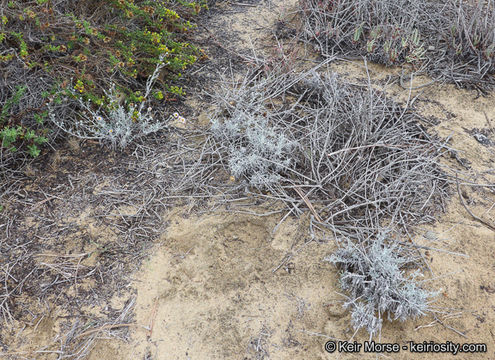 Image of common sandaster