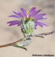 Image de Corethrogyne filaginifolia (Hook. & Arn.) Nutt.