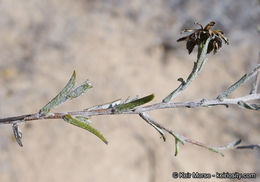 Image de Corethrogyne filaginifolia (Hook. & Arn.) Nutt.