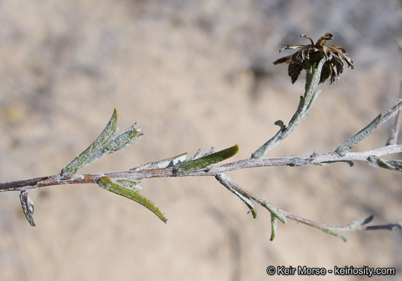 Image de Corethrogyne filaginifolia (Hook. & Arn.) Nutt.