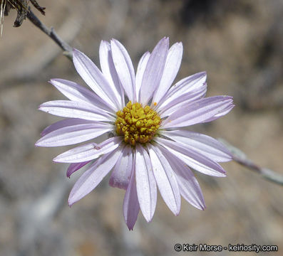 Image of common sandaster