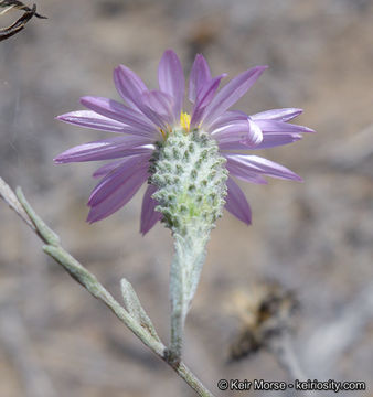 Image of common sandaster