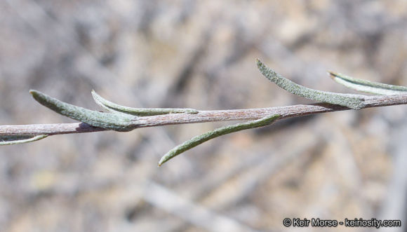 Image of common sandaster