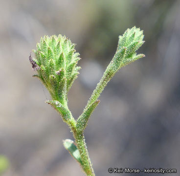 Image de Corethrogyne filaginifolia (Hook. & Arn.) Nutt.