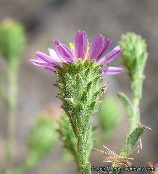 Image of common sandaster