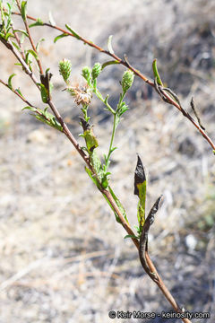 Image of common sandaster