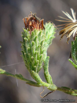 Image of common sandaster