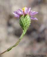 Image de Corethrogyne filaginifolia (Hook. & Arn.) Nutt.