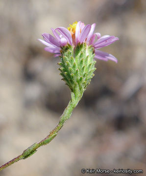 Image of common sandaster