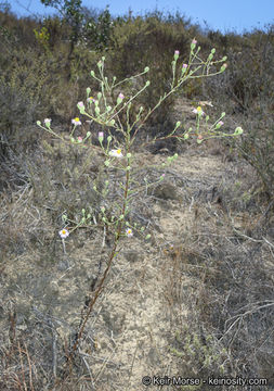 Image of common sandaster