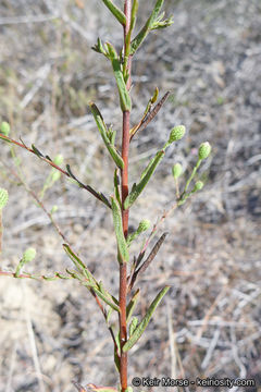 Image of common sandaster