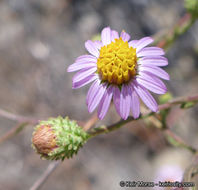 Image of common sandaster