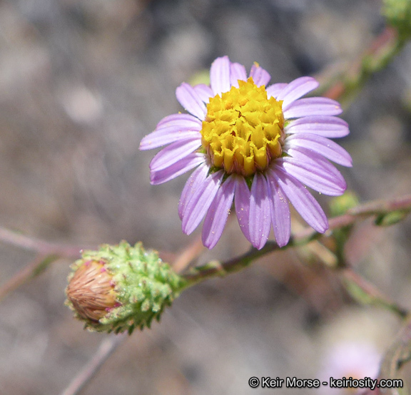 Image of common sandaster