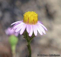 Image of common sandaster