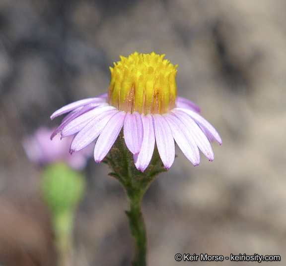 Image of common sandaster