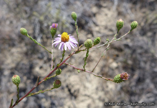 Image of common sandaster