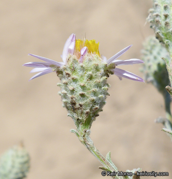 Sivun Corethrogyne filaginifolia (Hook. & Arn.) Nutt. kuva