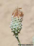 Image of common sandaster