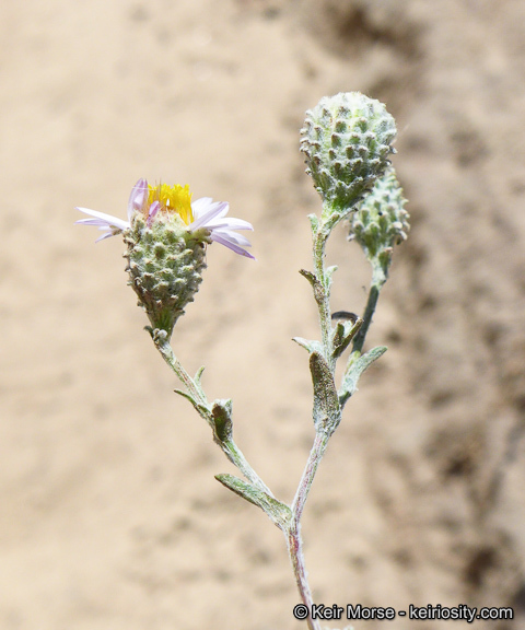 Sivun Corethrogyne filaginifolia (Hook. & Arn.) Nutt. kuva