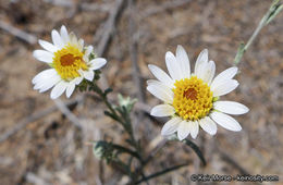 Image of common sandaster