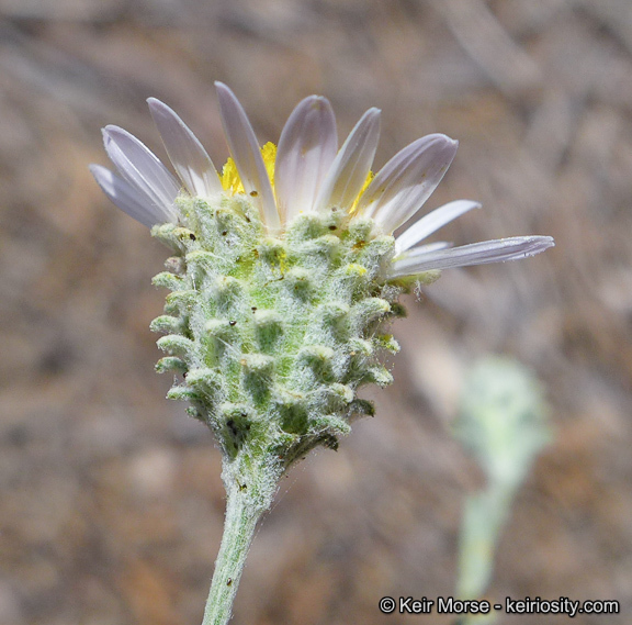 Image of common sandaster