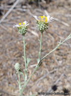 Image of common sandaster