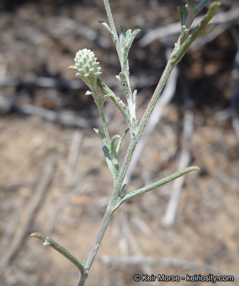 Sivun Corethrogyne filaginifolia (Hook. & Arn.) Nutt. kuva