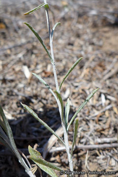 Image of common sandaster