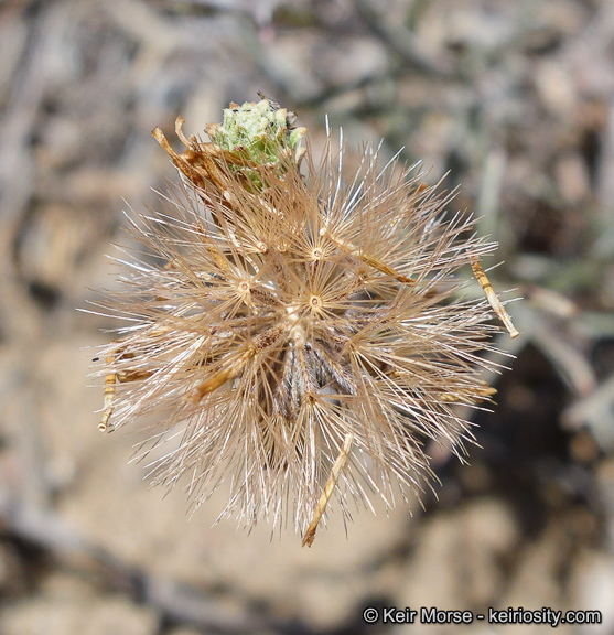 Image of common sandaster